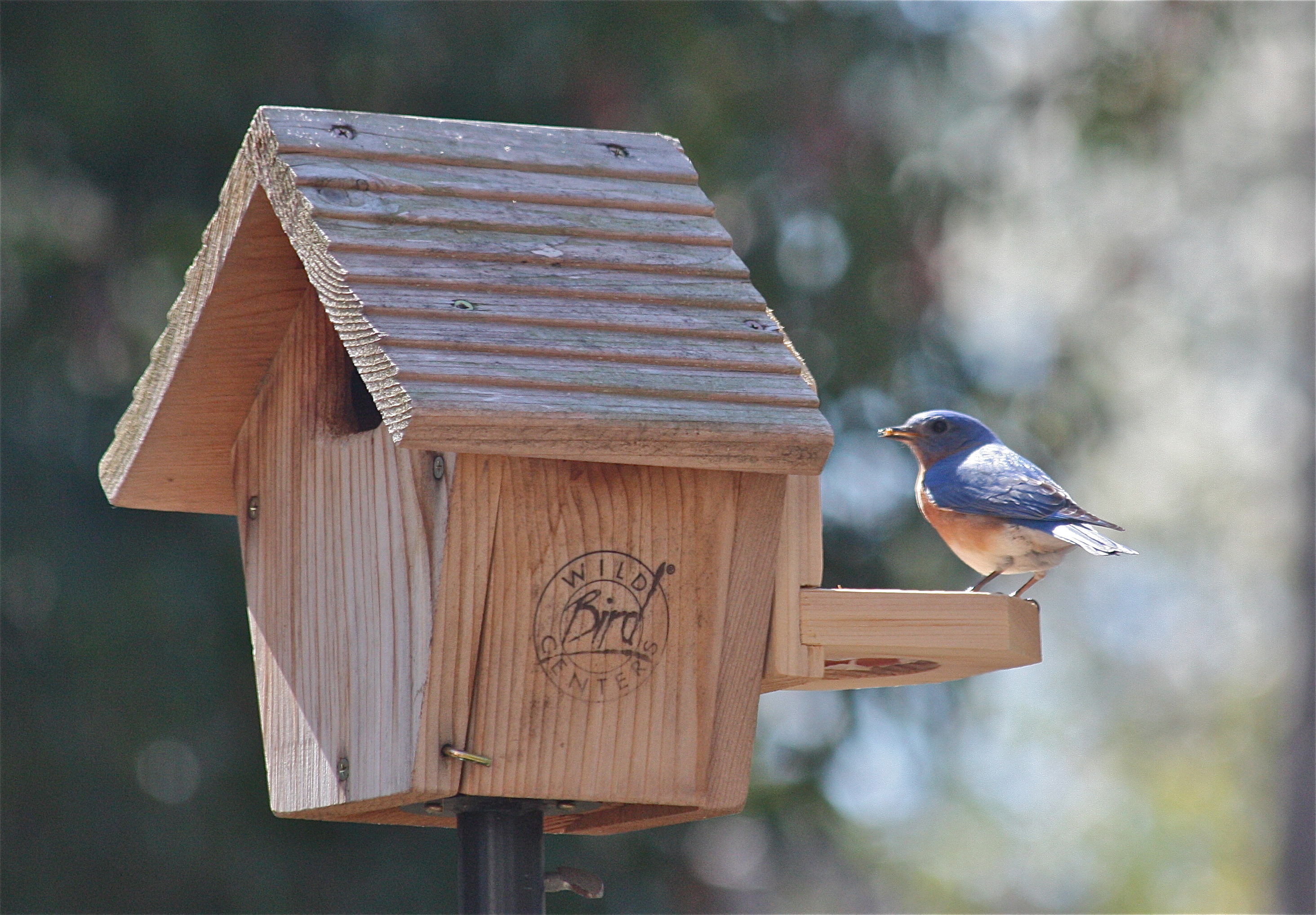 how to attract bluebirds and keep other birds from eating how to attract bluebirds and keep other birds from eating