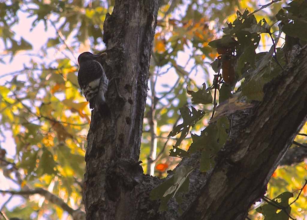 Red Headed Woodpecker, fall 2014