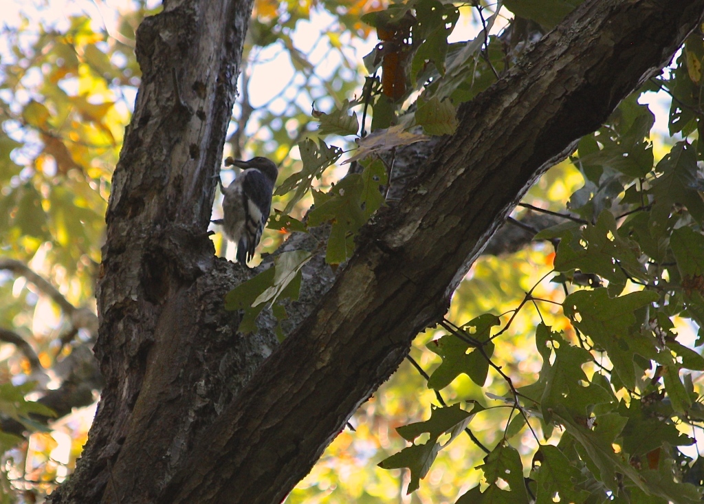 Juvenile Red-Headed Woodpecker storing acorns in forest near NC Botanical Garden, Fall 2014.